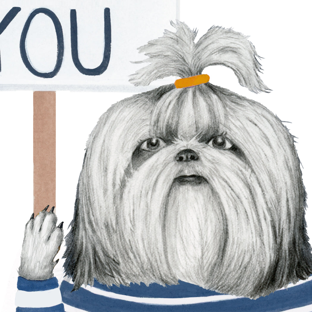 I give a Shih Tzu