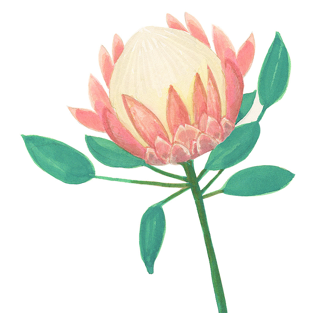 Protea for Mom