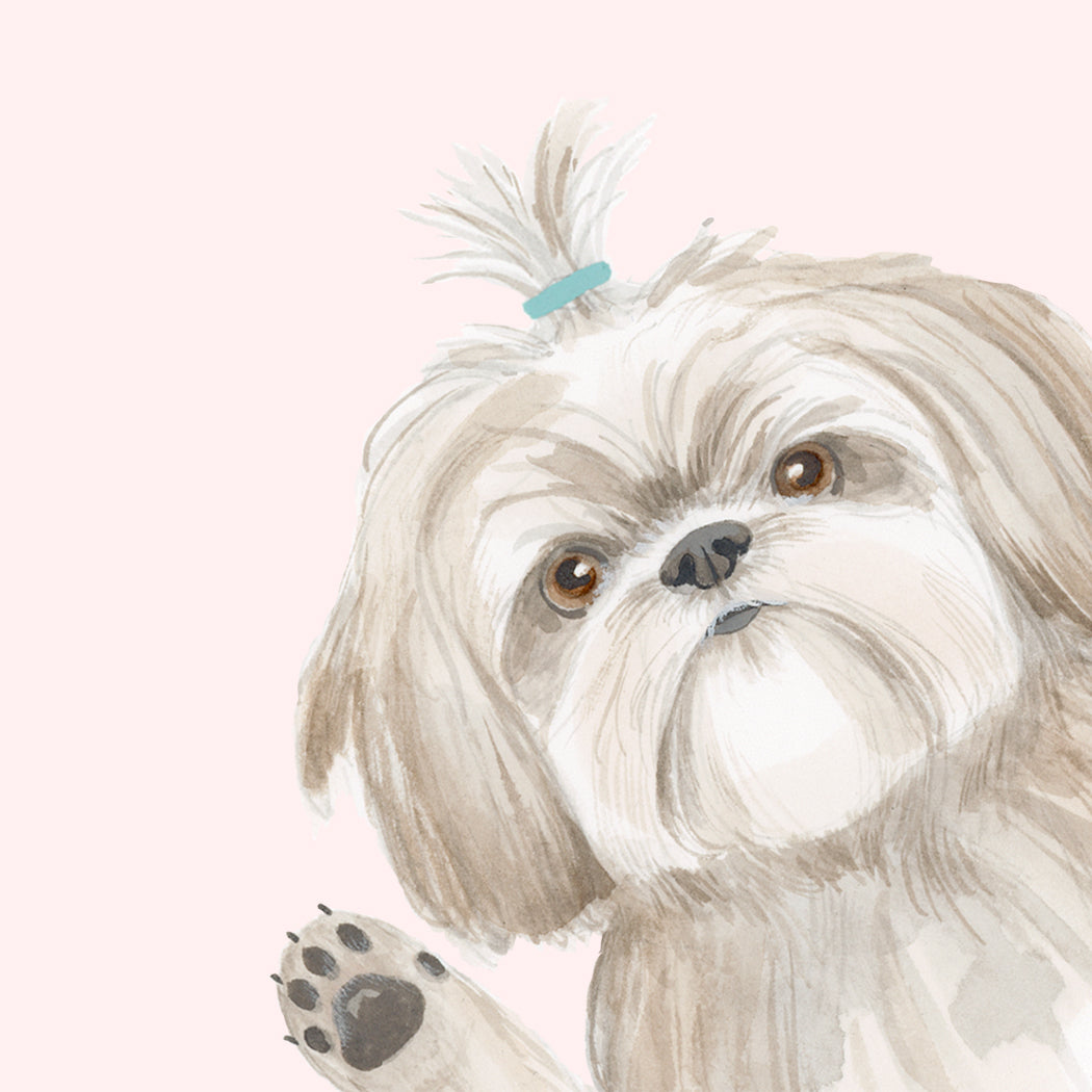 Shih Tzu Birthday